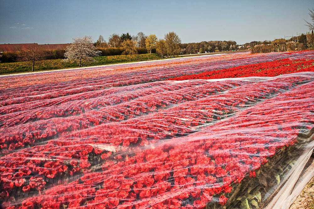 Tulpen dekbed